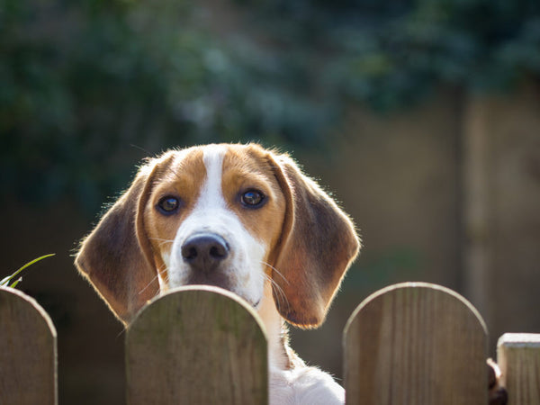 Dog Proof Your Garden Fence!