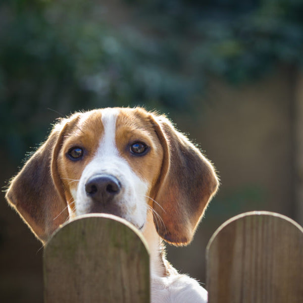 Beagle hot sale proof fence