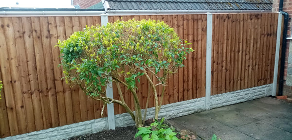 Domestic Fencing Job completed in Bircheshead, Stoke-on-Trent.